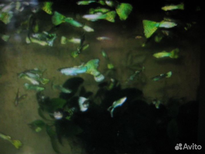 Гуппи Зелёная кобра