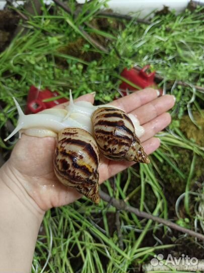 Ахатина ретикулята альбино