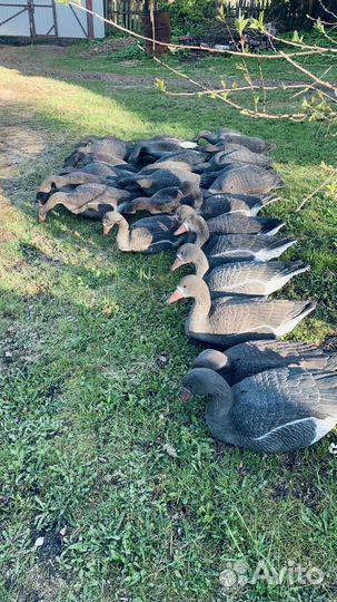 Чучела белолобых гусей