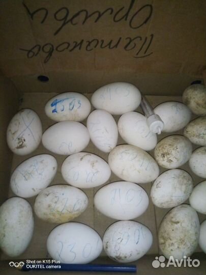 Инкубационное яйцо гусиное