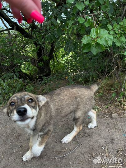 Отдам даром щенка