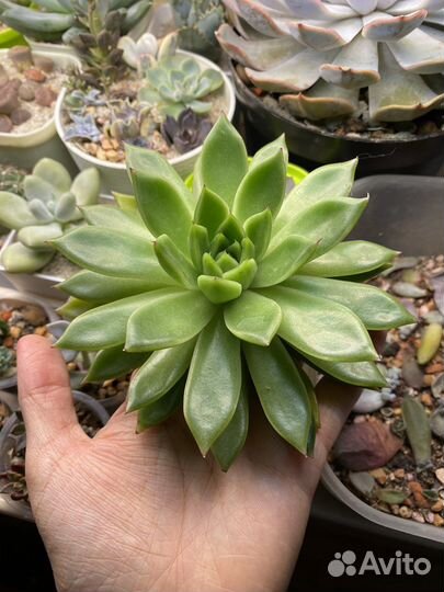 Эхеверия агавоидная