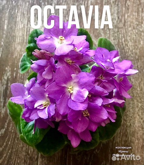 Фиалка лист