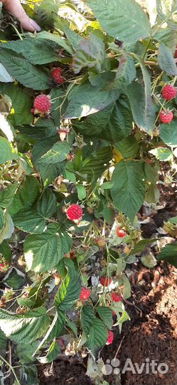 Ремонтантная малина