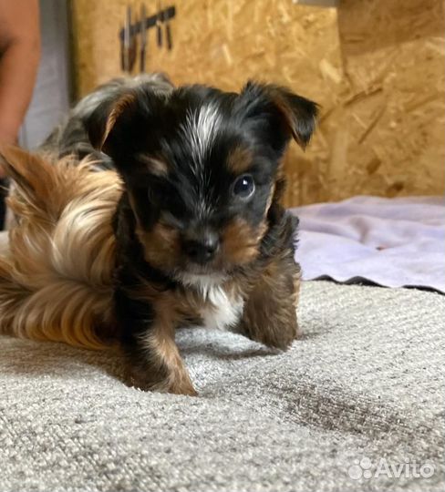 Йоркширский терьер