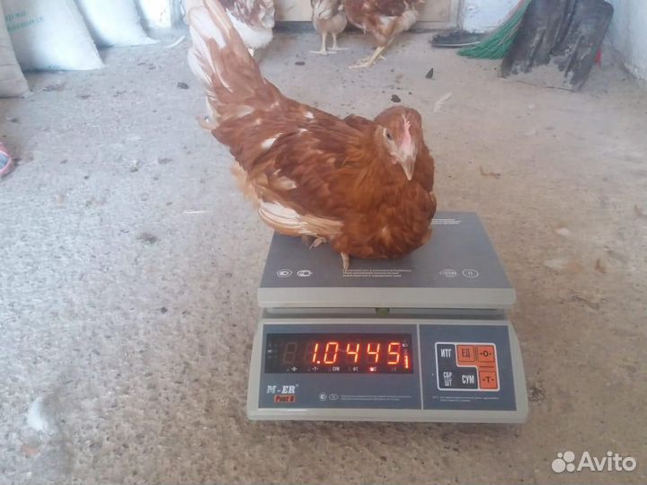 Куры Несушки