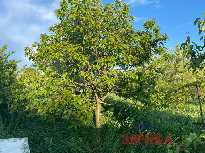 Участок 18 сот. (ИЖС)