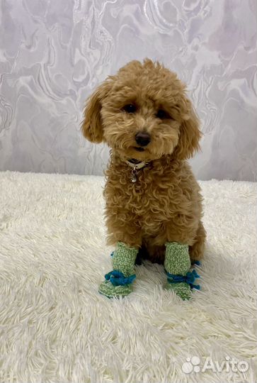 Обувь для собак мелких пород