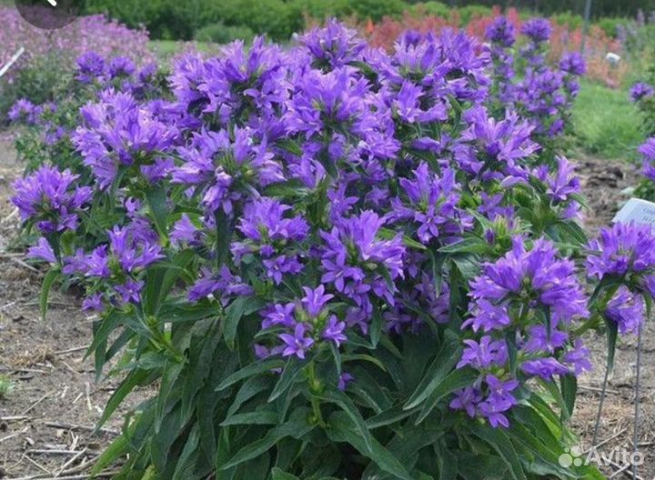 Многолетние садовые цветы