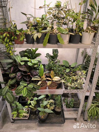 Очень много комнатных растений
