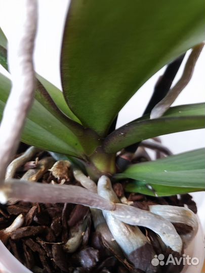 Орхидея биг лип Pastello kizz