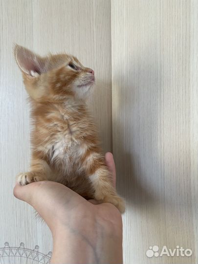 Котята в добрые заботливые руки