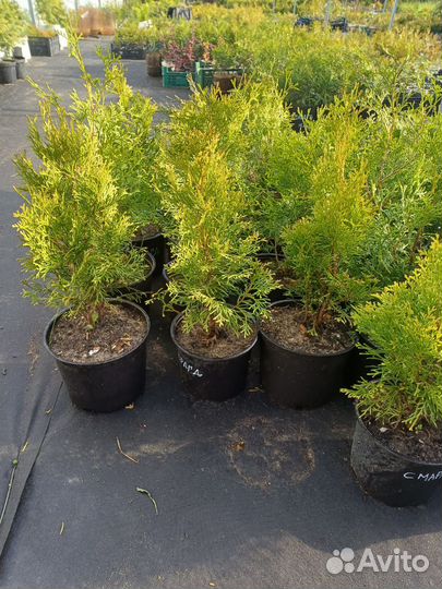 Туя смарагд саженцы