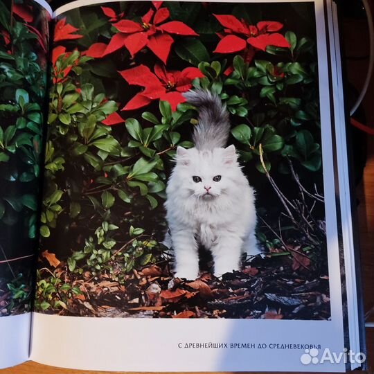 Энциклопедия кошки