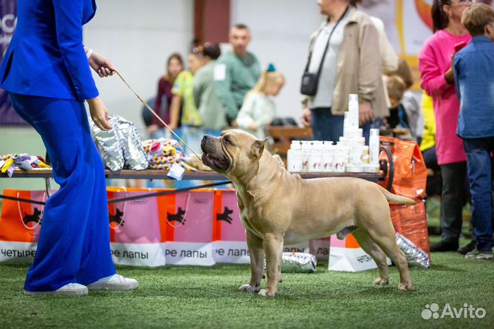 Американский булли вязка