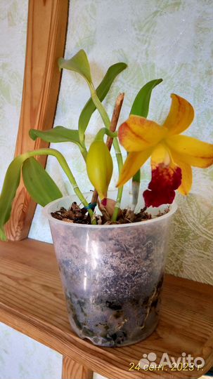 Орхидея катлея цветущая