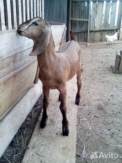 Козлик нубийский