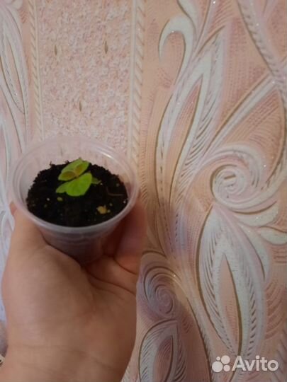 Глоксиния ассорти-рассада