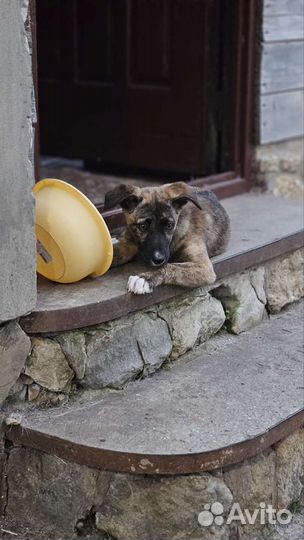Щенок 3 мес в добрые руки