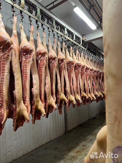 Мясо свинина оптом, полутуши