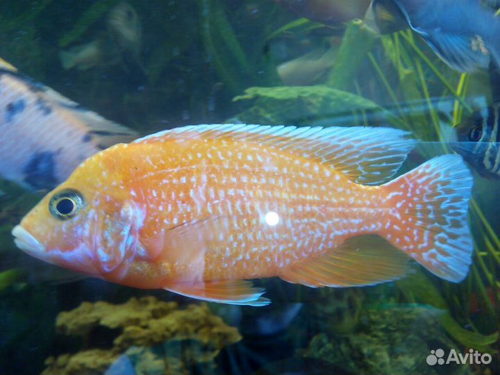 Малавийские цихлиды