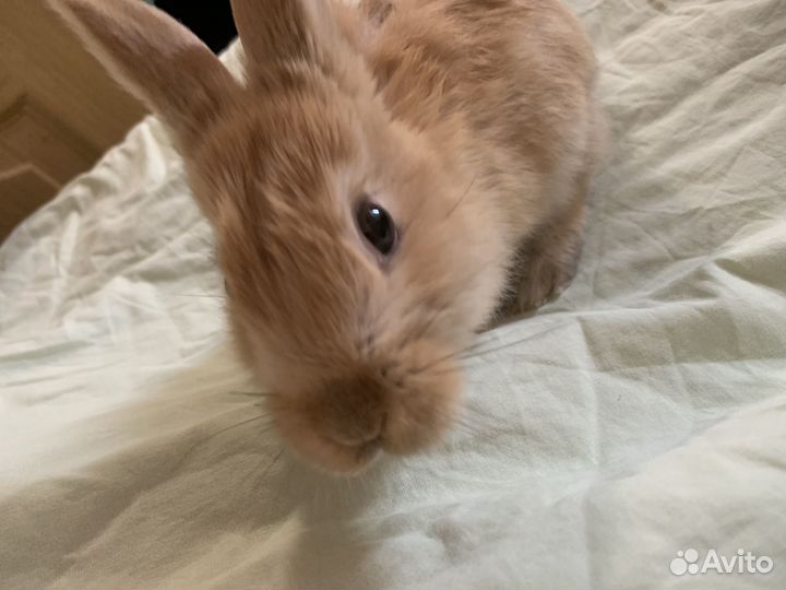 Продам кролика