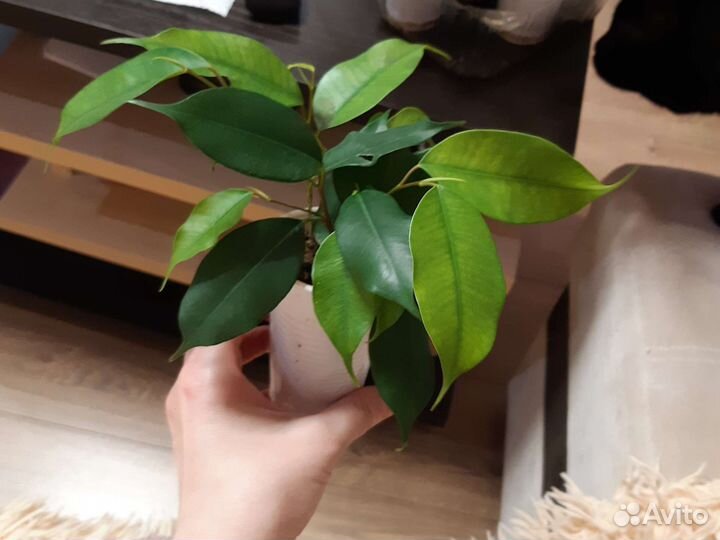 Фикус бенжамина