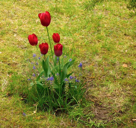 Участок 8 сот. (СНТ, ДНП)