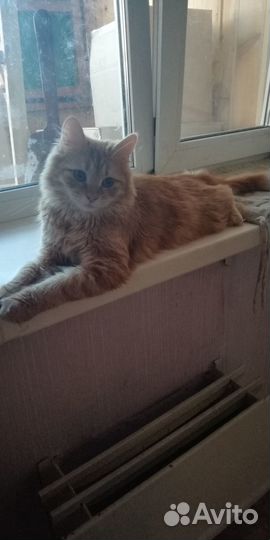 Котик в добрые руки