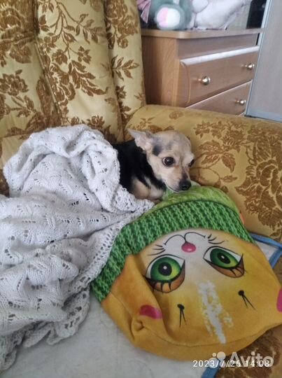 Передержка собак и кошек