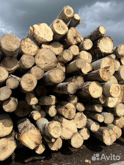 Лес Кругляк осина