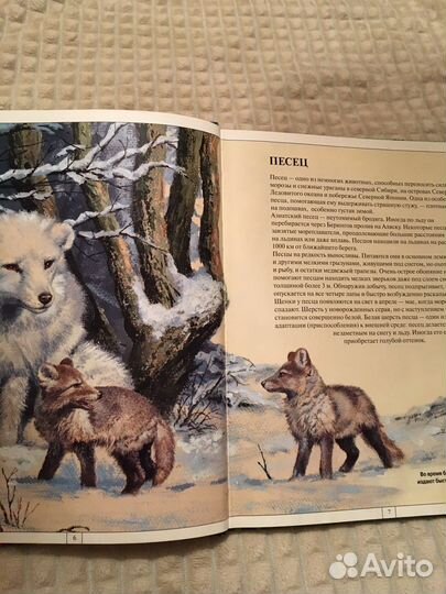 Животный мир азии