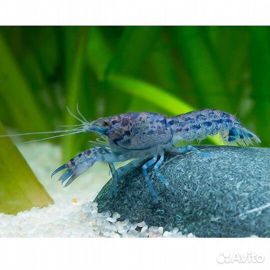 Рак мексиканский карликовый