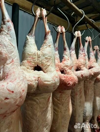 Бараны на Мясо на Развод