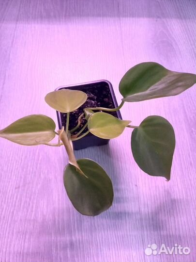 Филодендрон, эпипремнум, сциндапсус, сингониум