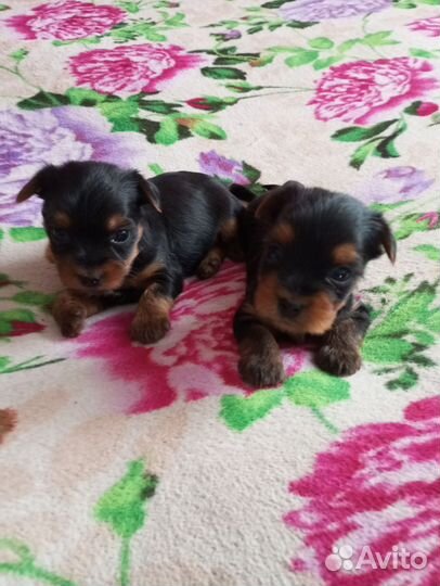 Щенки Йорки