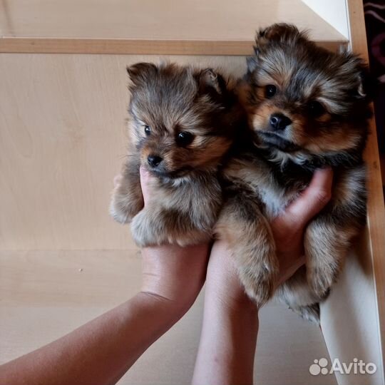 Щенки шпица мини