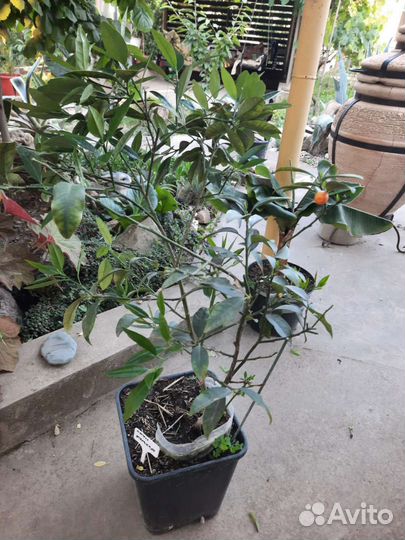 Гуаявы Земляничная, Лесная. Кумкват