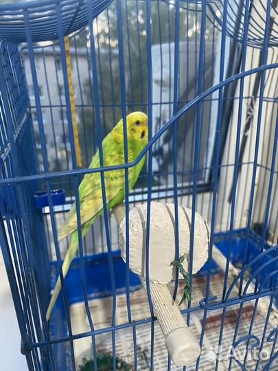 Волнистый попугай с клеткой