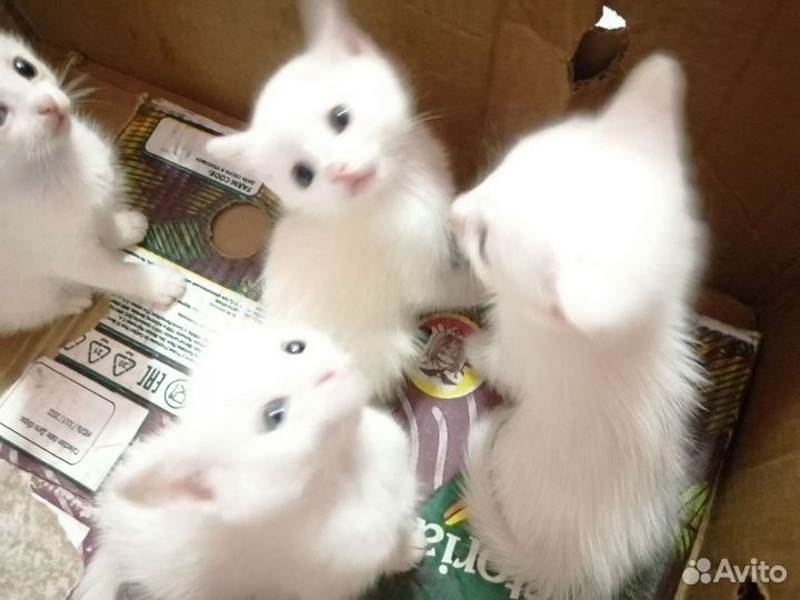 Котята в добрые руки (бесплатно)