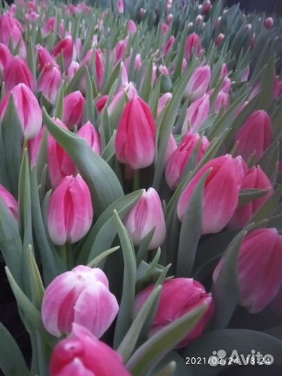 Тюльпаны к 8 марта оптом