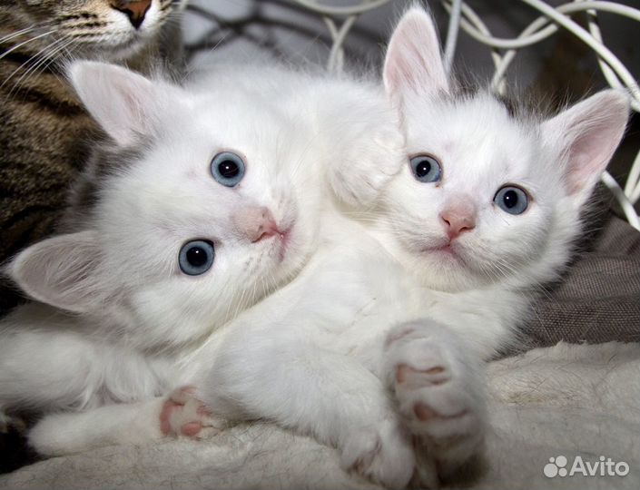 Котята сибирские