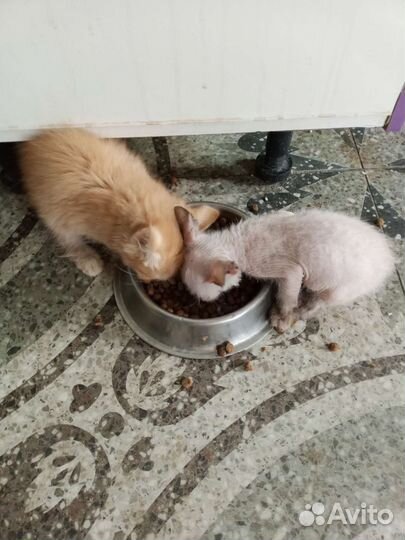 Кошка в дар бесплатно