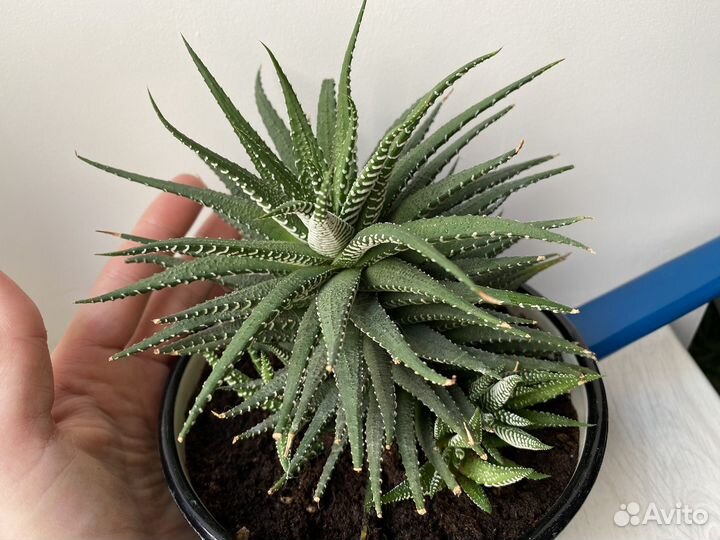 Суккуленты хавортия Гастерия Флоу