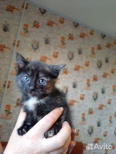 Отдам котят