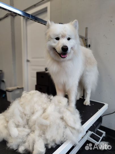 Груминг Крупных собак Экспресс-линька, Гигиена