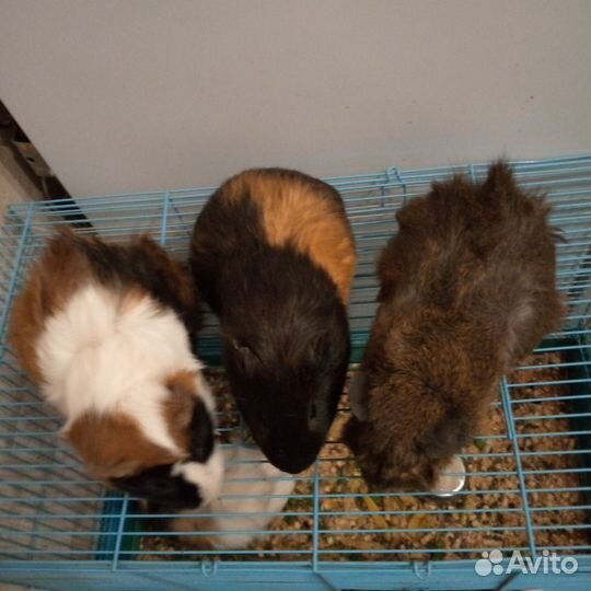 Морские свинки с клеткой