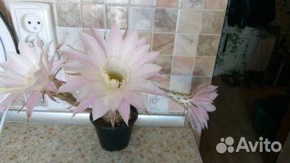 Суккуленты, кактусы и другие комнатные цветы