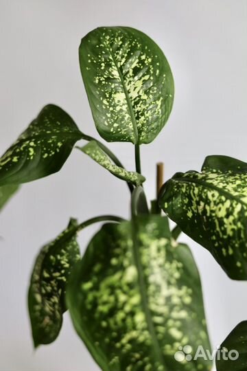 Диффенбахия