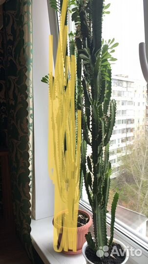 Кактус высокий